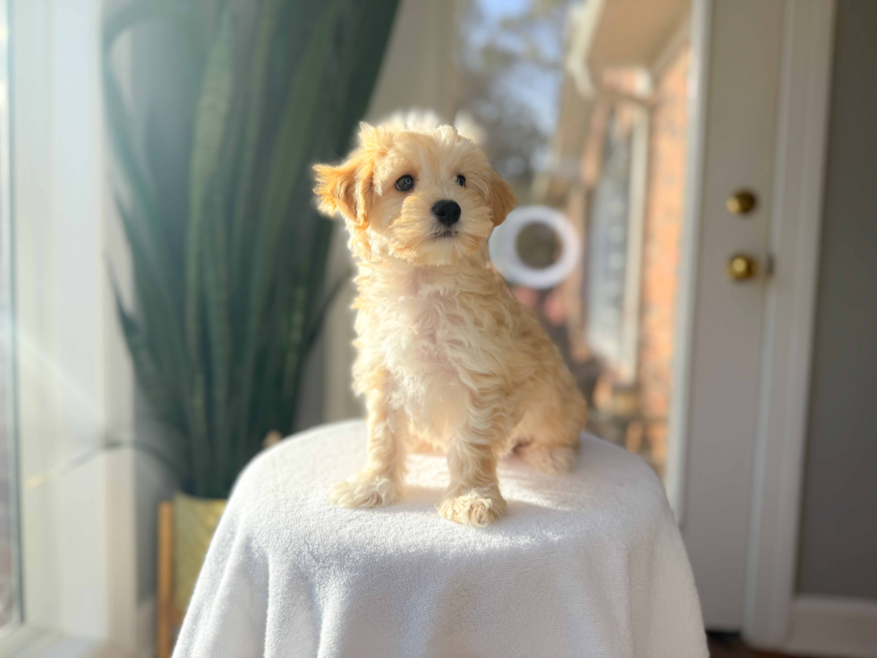 Maltipoo Pup Being Cute