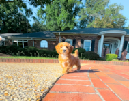 10 week old Maltipoo Puppy For Sale - Simply Southern Pups