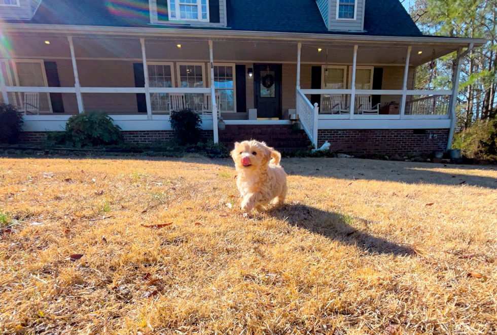 Cute Maltipoo Poodle Mix Pup