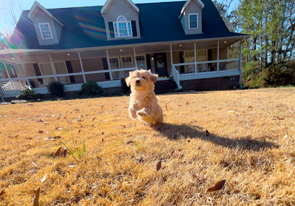 Maltipoo Pup Being Cute