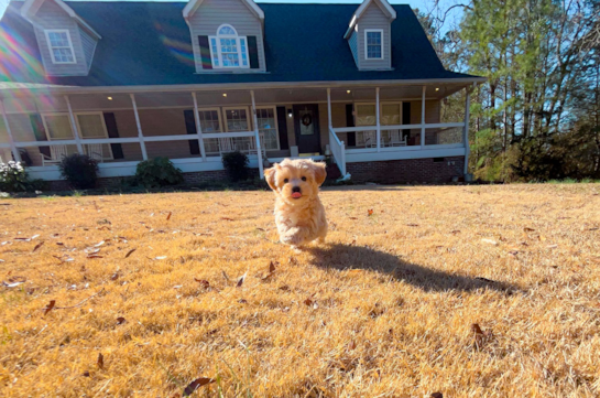 Cute Malt a Poo Poodle Mix Puppy