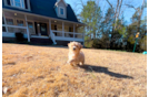Cute Malt a Poo Poodle Mix Puppy
