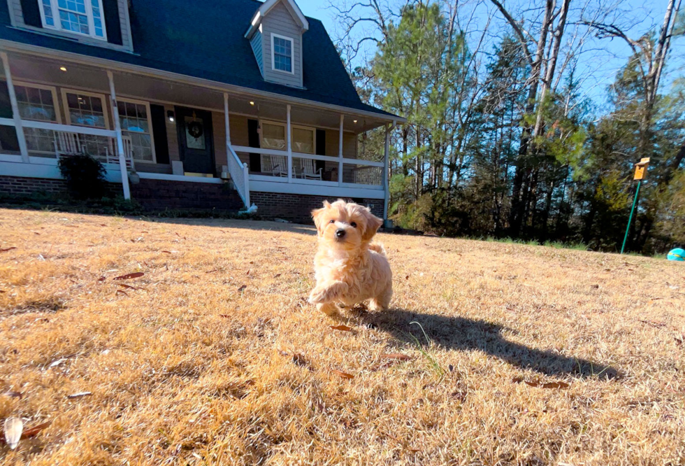 Cute Malt a Poo Poodle Mix Puppy
