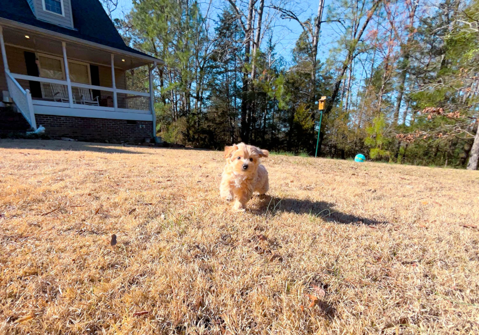 Maltipoo Puppy for Adoption