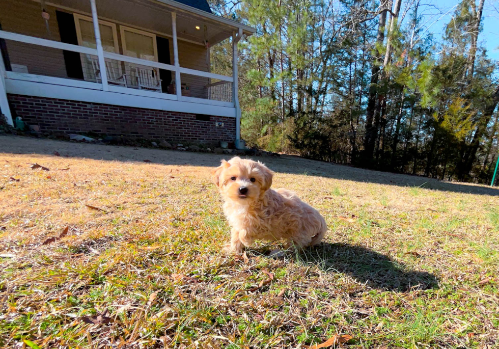 Cute Malt a Poo Poodle Mix Puppy