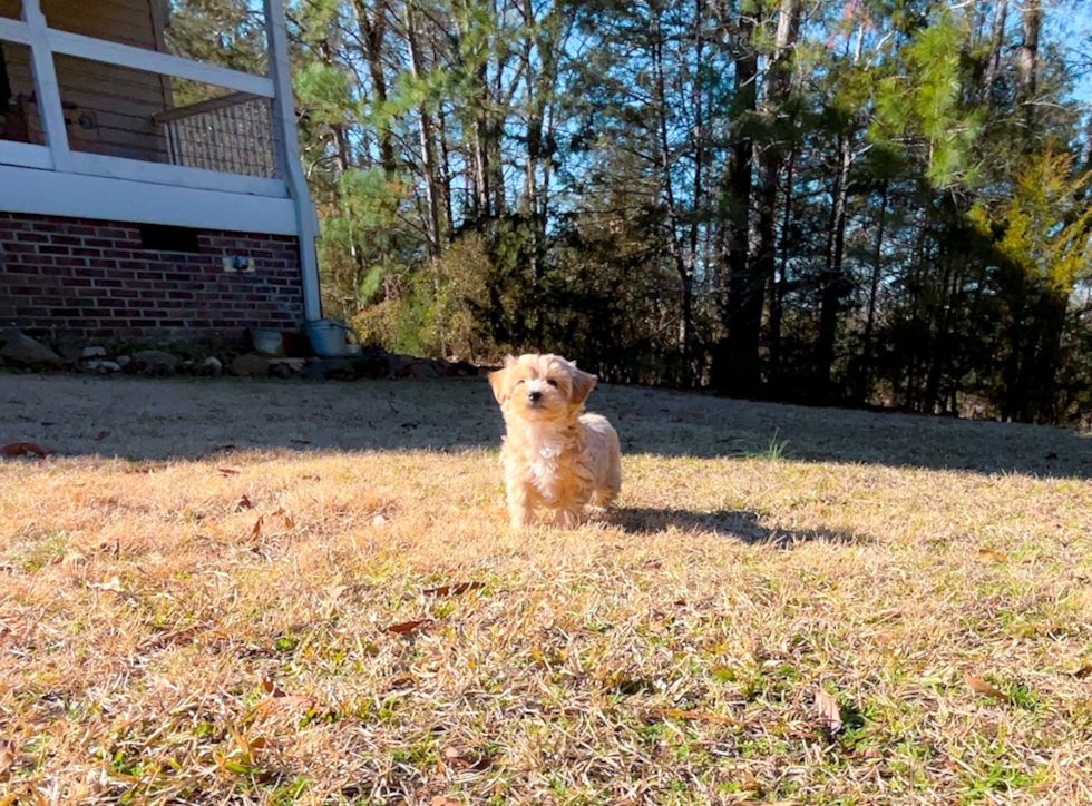Maltipoo Pup Being Cute