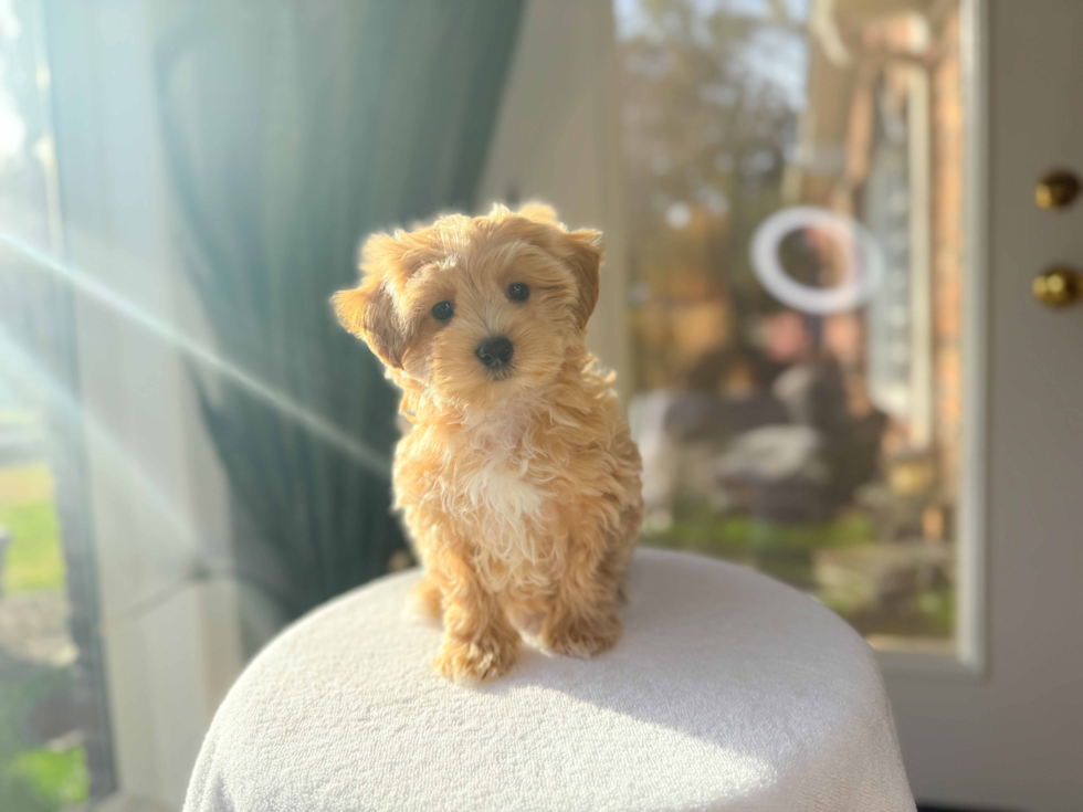 Best Maltipoo Baby