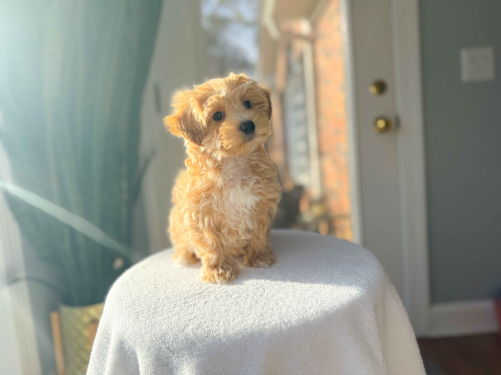 Cute Maltipoo Baby