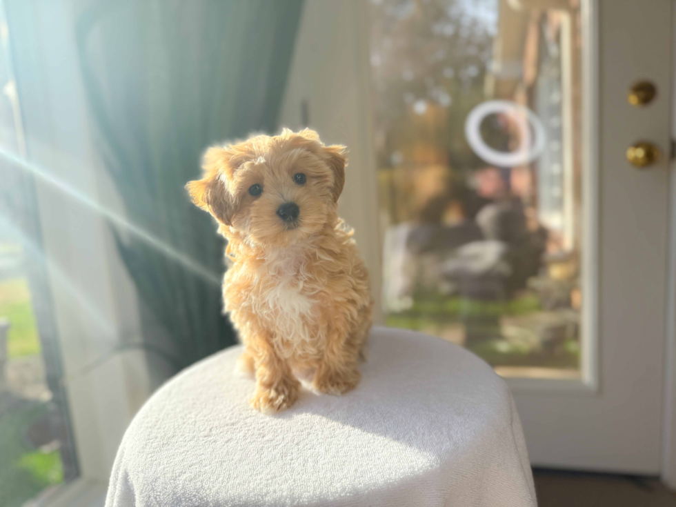 Maltipoo Puppy for Adoption