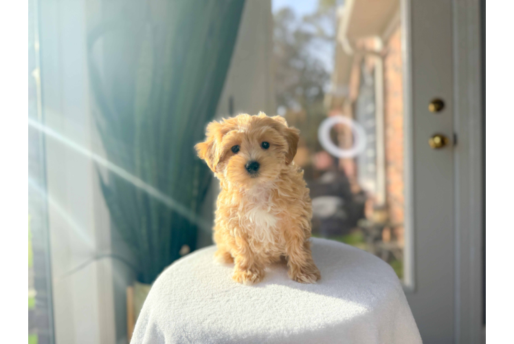 Cute Malt a Poo Poodle Mix Puppy