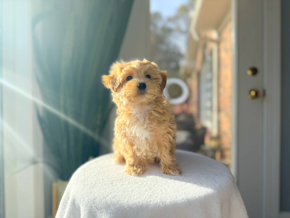 Best Maltipoo Baby