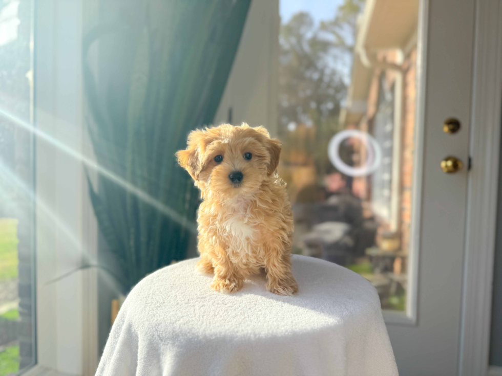 Maltipoo Puppy for Adoption