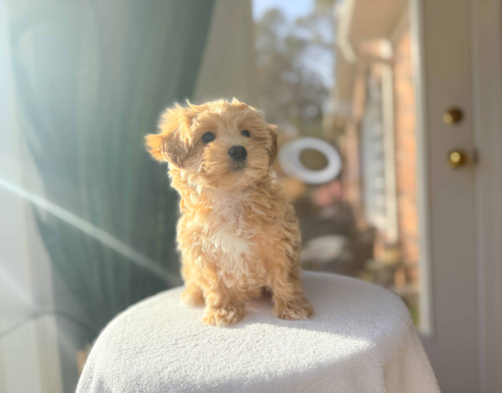 Cute Malt a Poo Poodle Mix Puppy