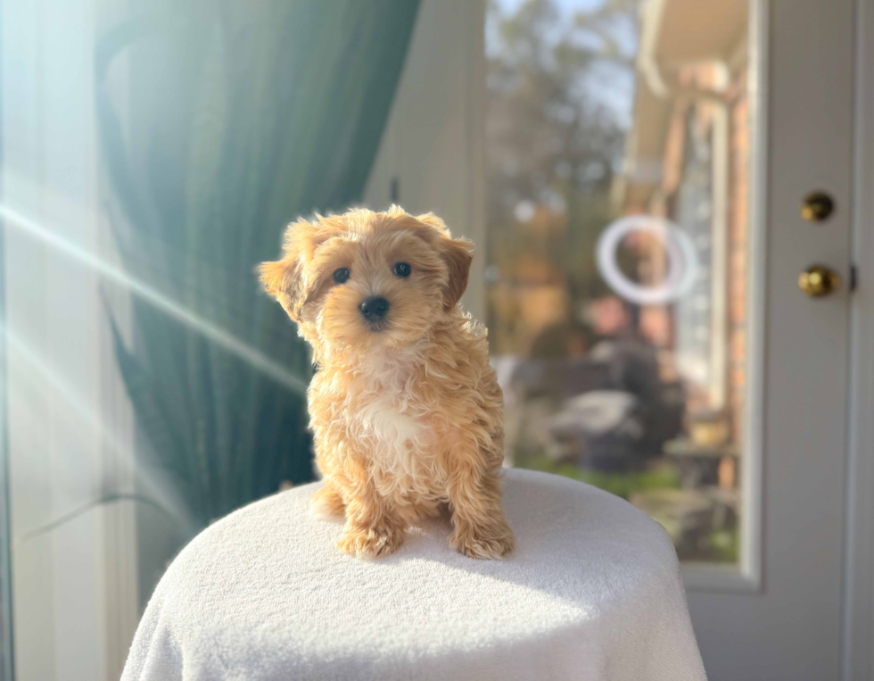 Maltipoo Puppy for Adoption
