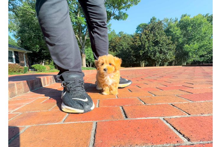 Maltipoo Puppy for Adoption