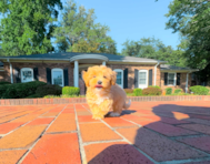 12 week old Maltipoo Puppy For Sale - Simply Southern Pups