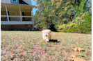 Cute Maltipoo Baby