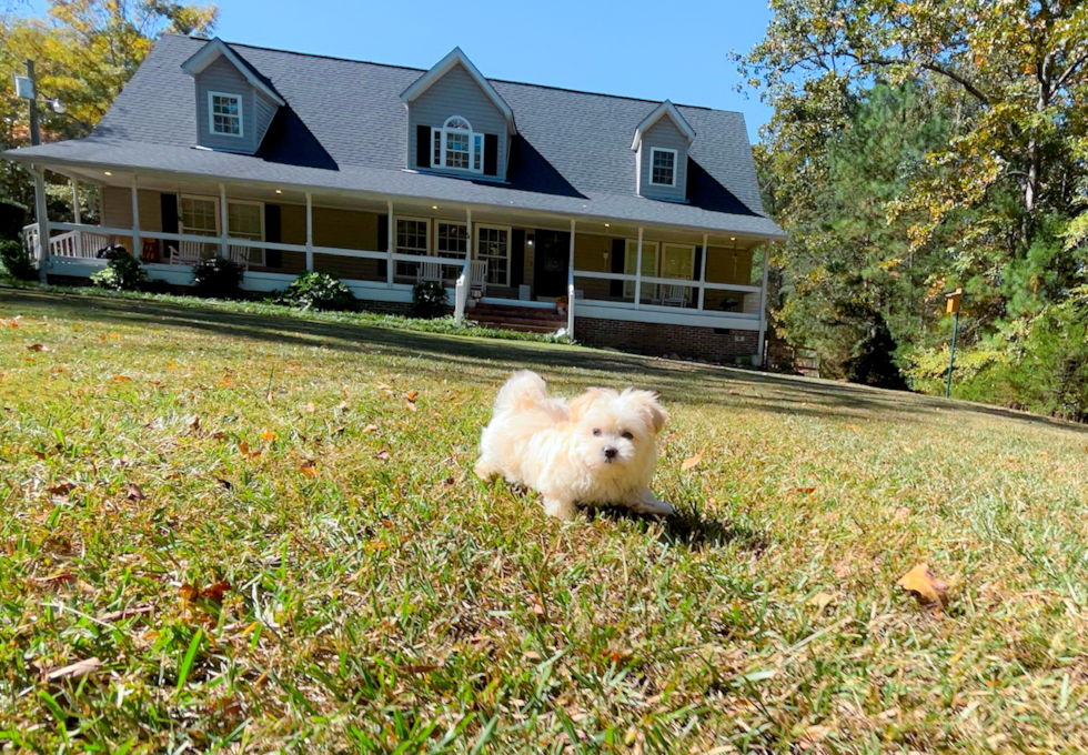 Maltipoo Pup Being Cute