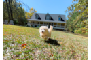 Best Maltipoo Baby