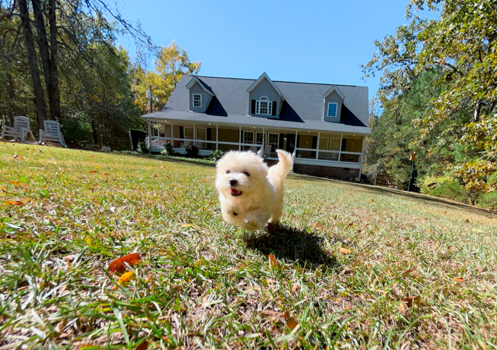 Best Maltipoo Baby