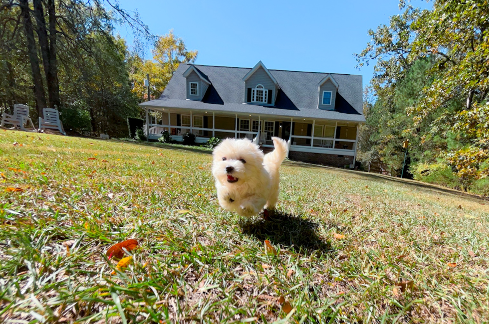 8 week old Maltipoo Puppy For Sale - Simply Southern Pups