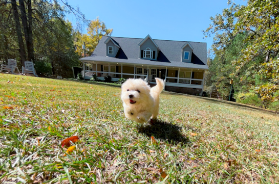 Best Maltipoo Baby