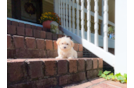 Best Maltipoo Baby