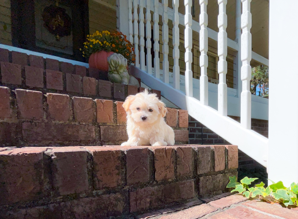 Best Maltipoo Baby