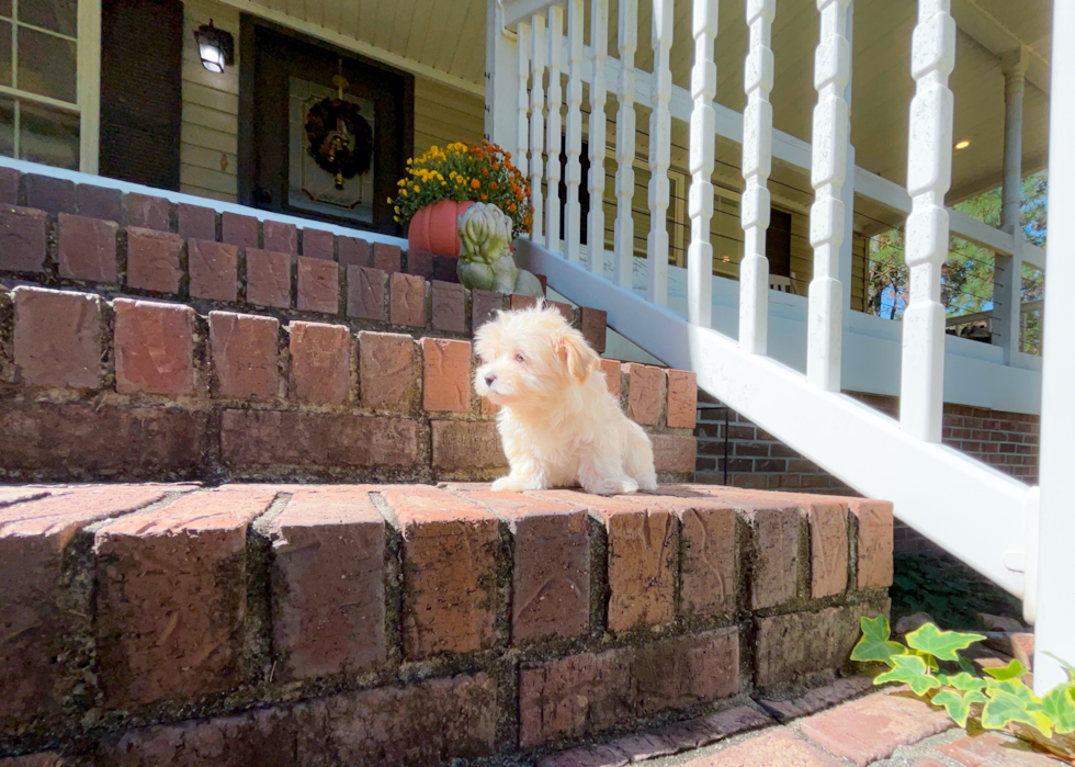 Cute Malt a Poo Poodle Mix Puppy