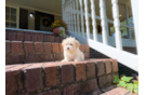 Maltipoo Puppy for Adoption