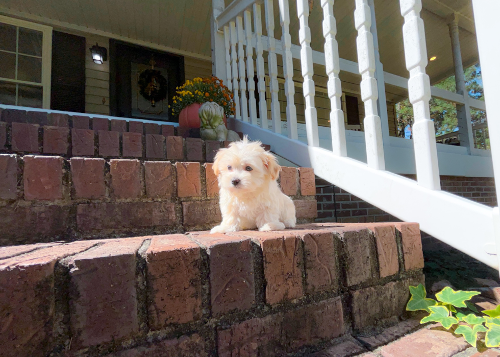 Maltipoo Puppy for Adoption