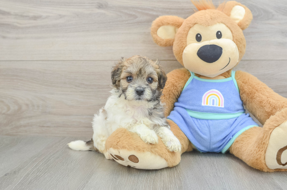 6 week old Maltipoo Puppy For Sale - Simply Southern Pups