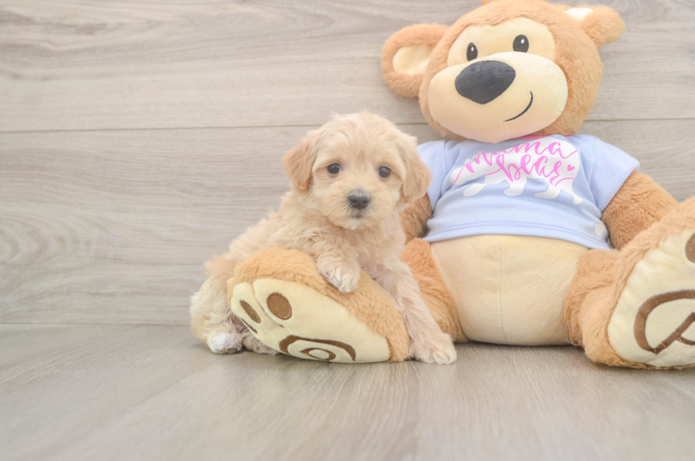 5 week old Maltipoo Puppy For Sale - Simply Southern Pups