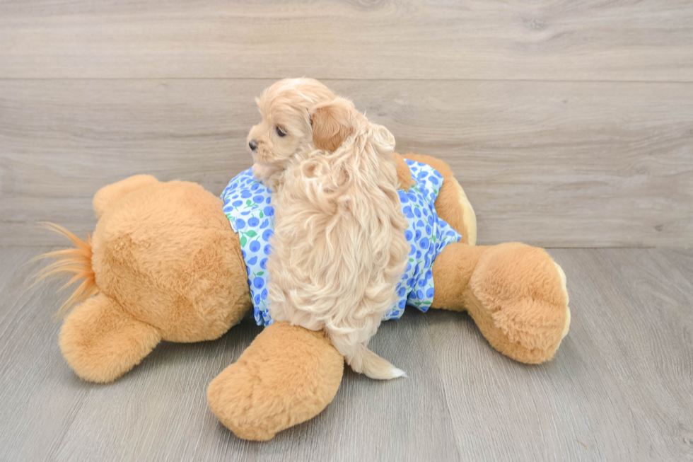 Maltipoo Puppy for Adoption