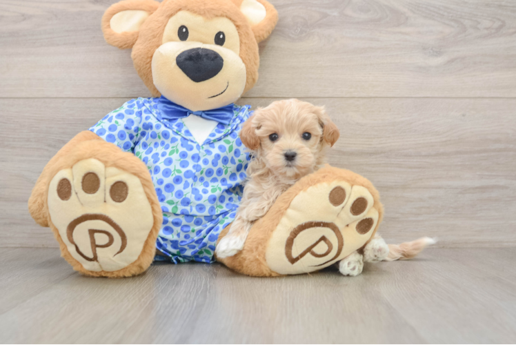 Maltipoo Pup Being Cute