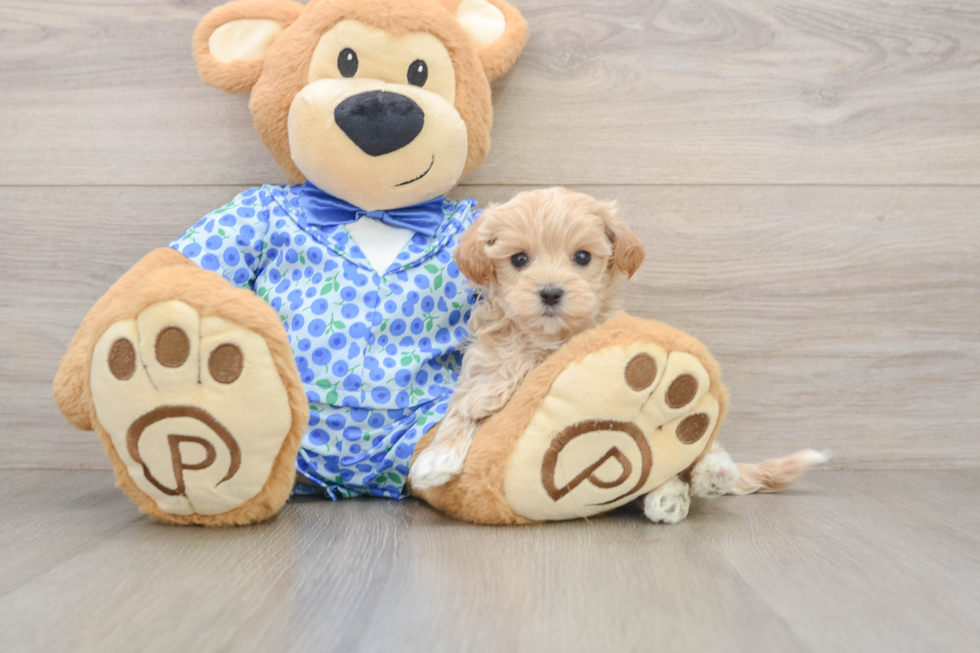 Maltipoo Pup Being Cute