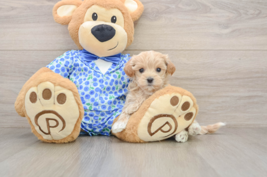 Maltipoo Pup Being Cute