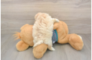 Smart Maltipoo Poodle Mix Pup