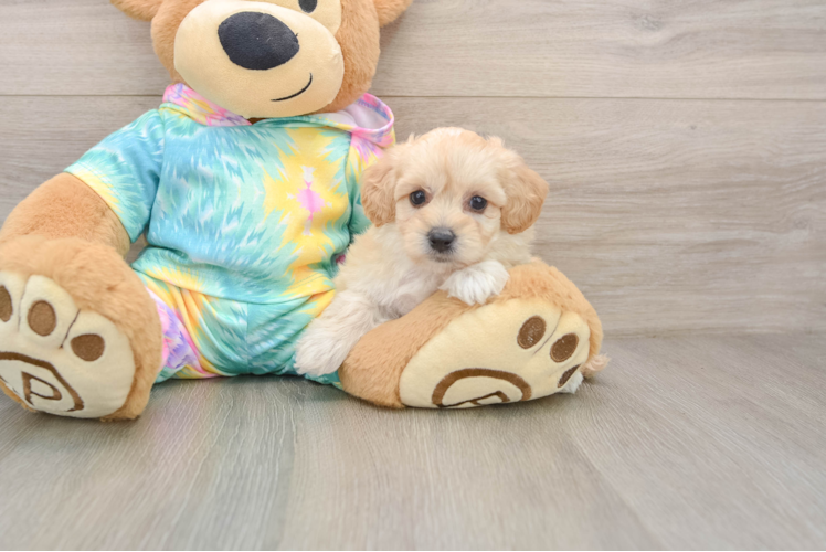 Hypoallergenic Malt a Poo Poodle Mix Puppy