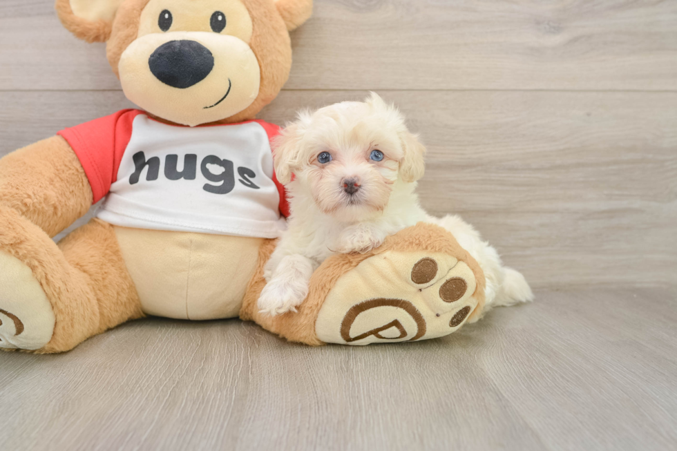 Energetic Maltepoo Poodle Mix Puppy