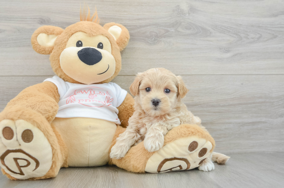 6 week old Maltipoo Puppy For Sale - Simply Southern Pups