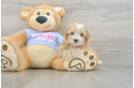 Funny Maltipoo Poodle Mix Pup