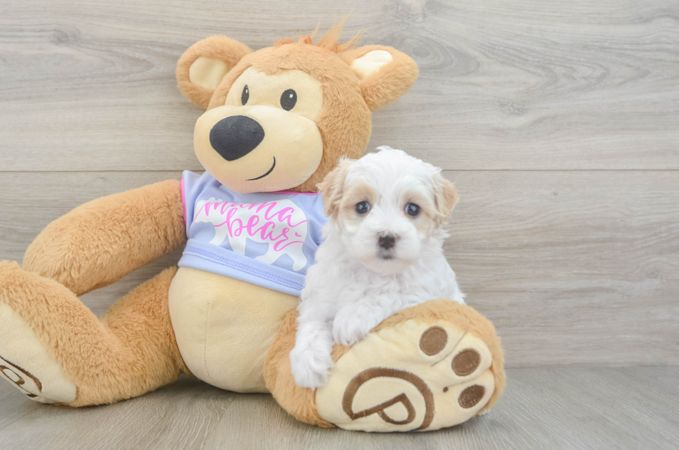 6 week old Maltipoo Puppy For Sale - Simply Southern Pups