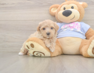 9 week old Maltipoo Puppy For Sale - Simply Southern Pups