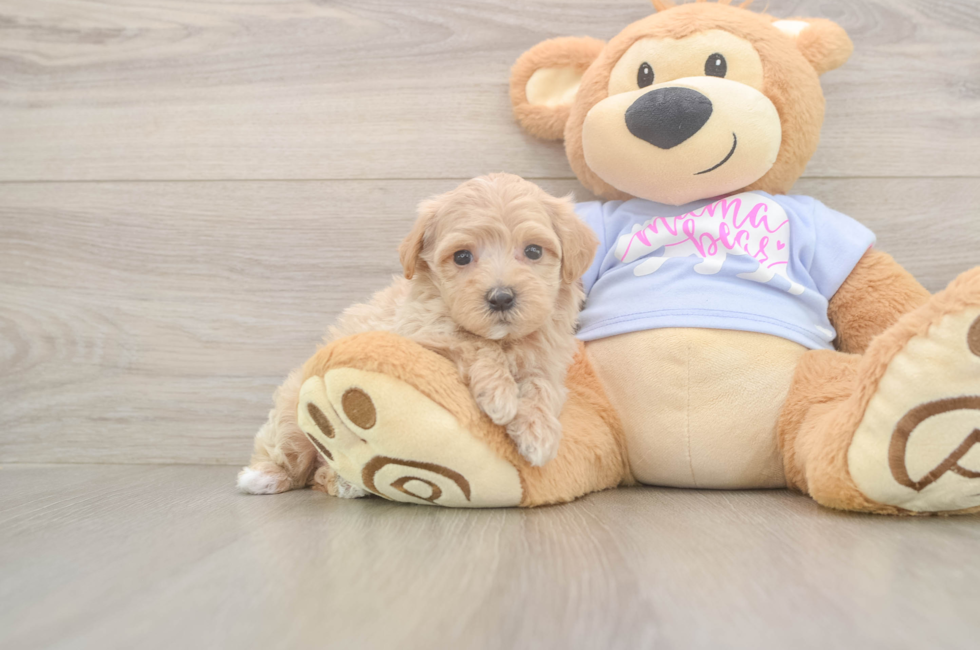 5 week old Maltipoo Puppy For Sale - Simply Southern Pups