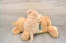 Maltipoo Puppy for Adoption