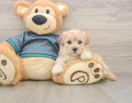 8 week old Maltipoo Puppy For Sale - Simply Southern Pups