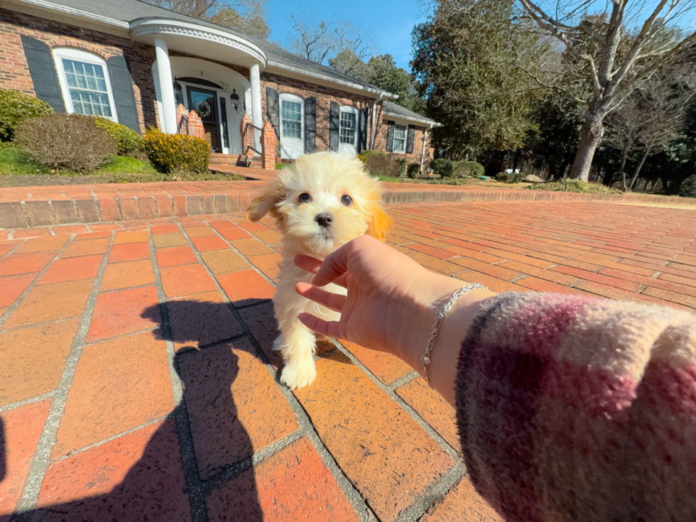 Cute Malt a Poo Poodle Mix Puppy