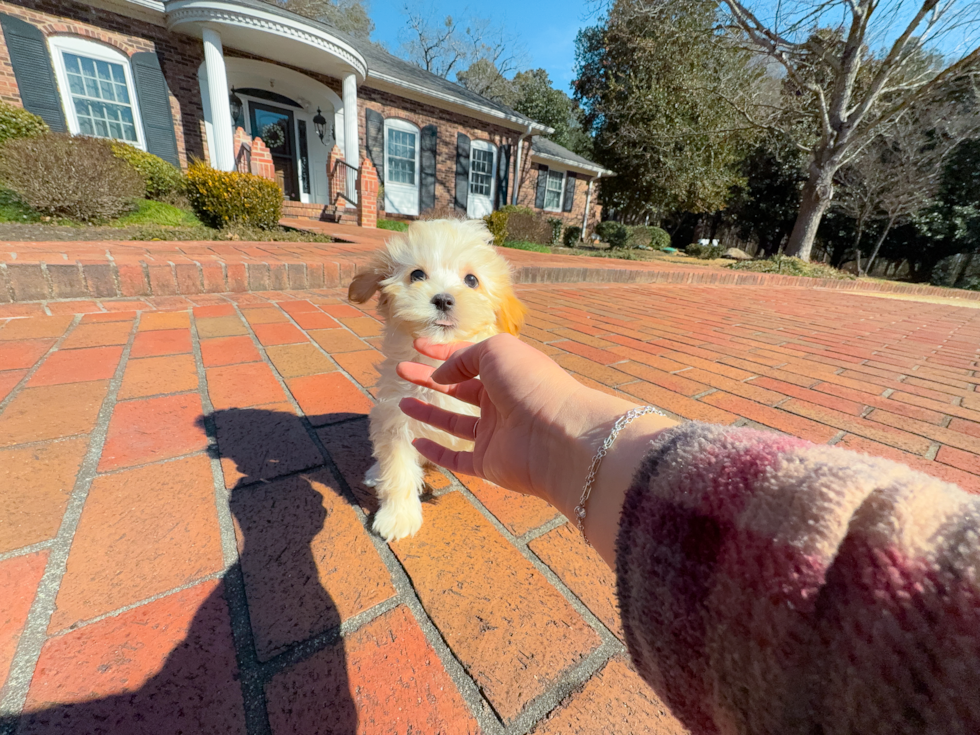 Best Maltipoo Baby