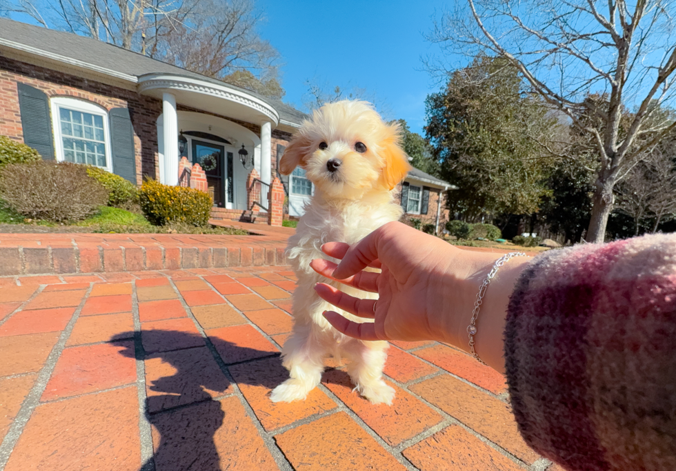 Best Maltipoo Baby